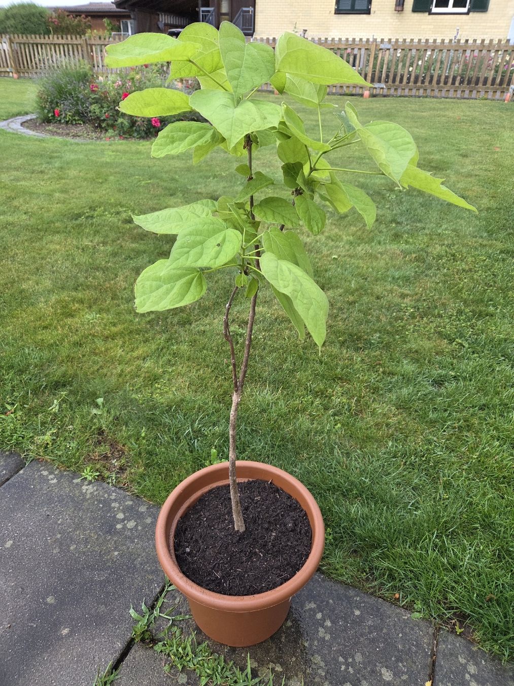 Piante & sementi: Trompeten Baum / Catalpa bignonioides – Nuovo (secondo la descrizione) da Belp venduto da Der_Belper