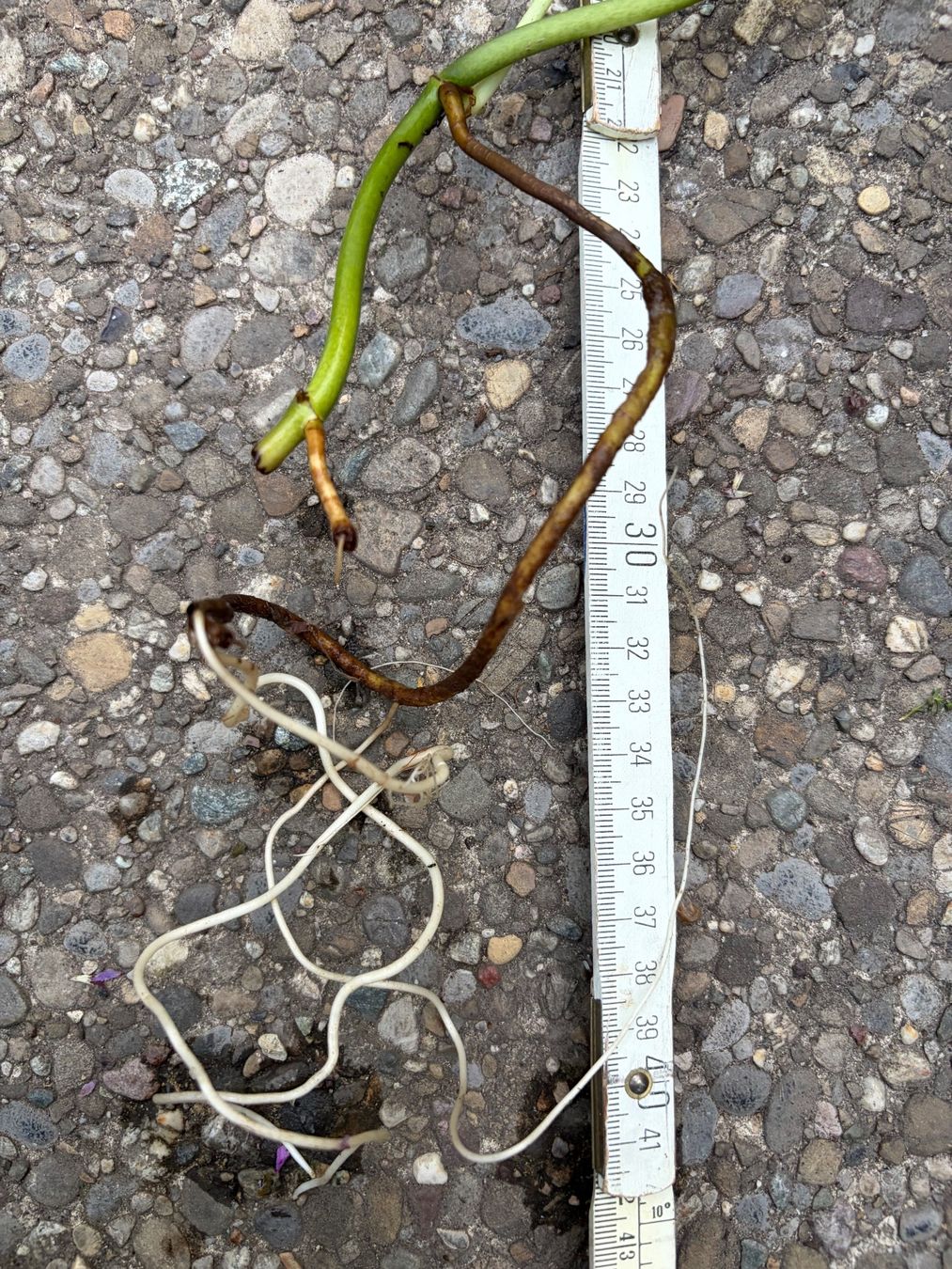 Pflanzen & Samen: Epipremnum amplissimum Silver Leaf gut bewurzelter Steckling – Neu (gemäss Beschreibung) aus Winterthur von Aniger 3