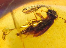 Käfer im Bernstein Inklusen Burma echt Natur 100 Mio Insekt
