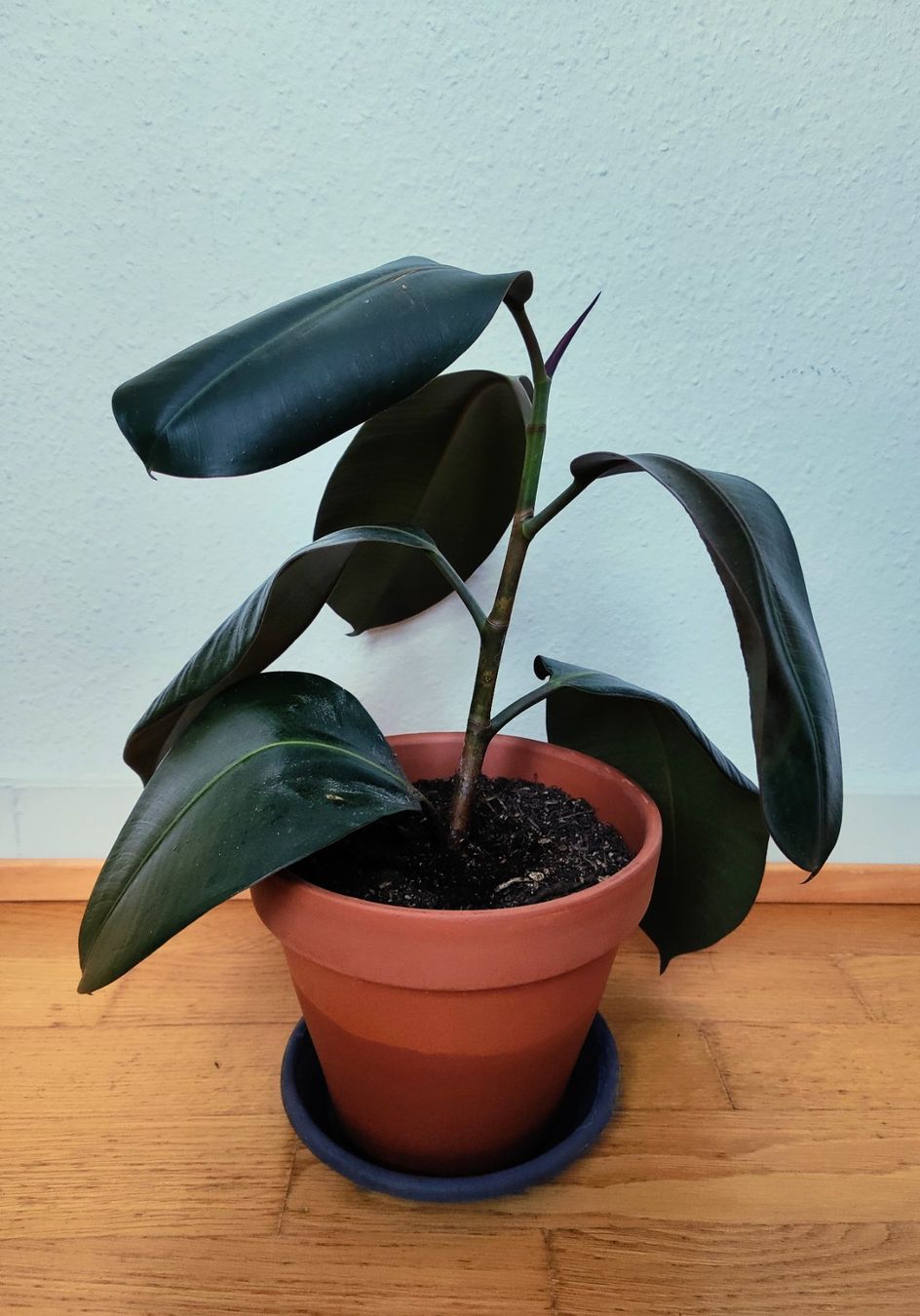 Plantes & graines: Ficus Elastica – 54 cm avec pot – D'occasion à Carouge GE par for_8yym 1