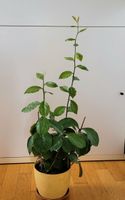 Pereskia, 75cm, Rarität