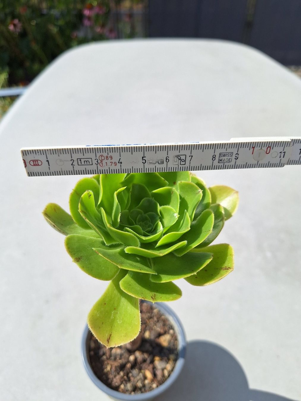 Piante & sementi: Sukkulente Aeonium arboreum – Usato da Luzern venduto da Heugaerten 1