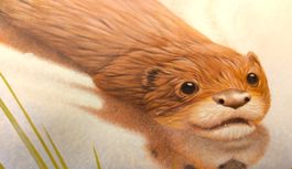 Der kleine Otter / Bilderbuch von John Butler / Ab Fr. 6.-