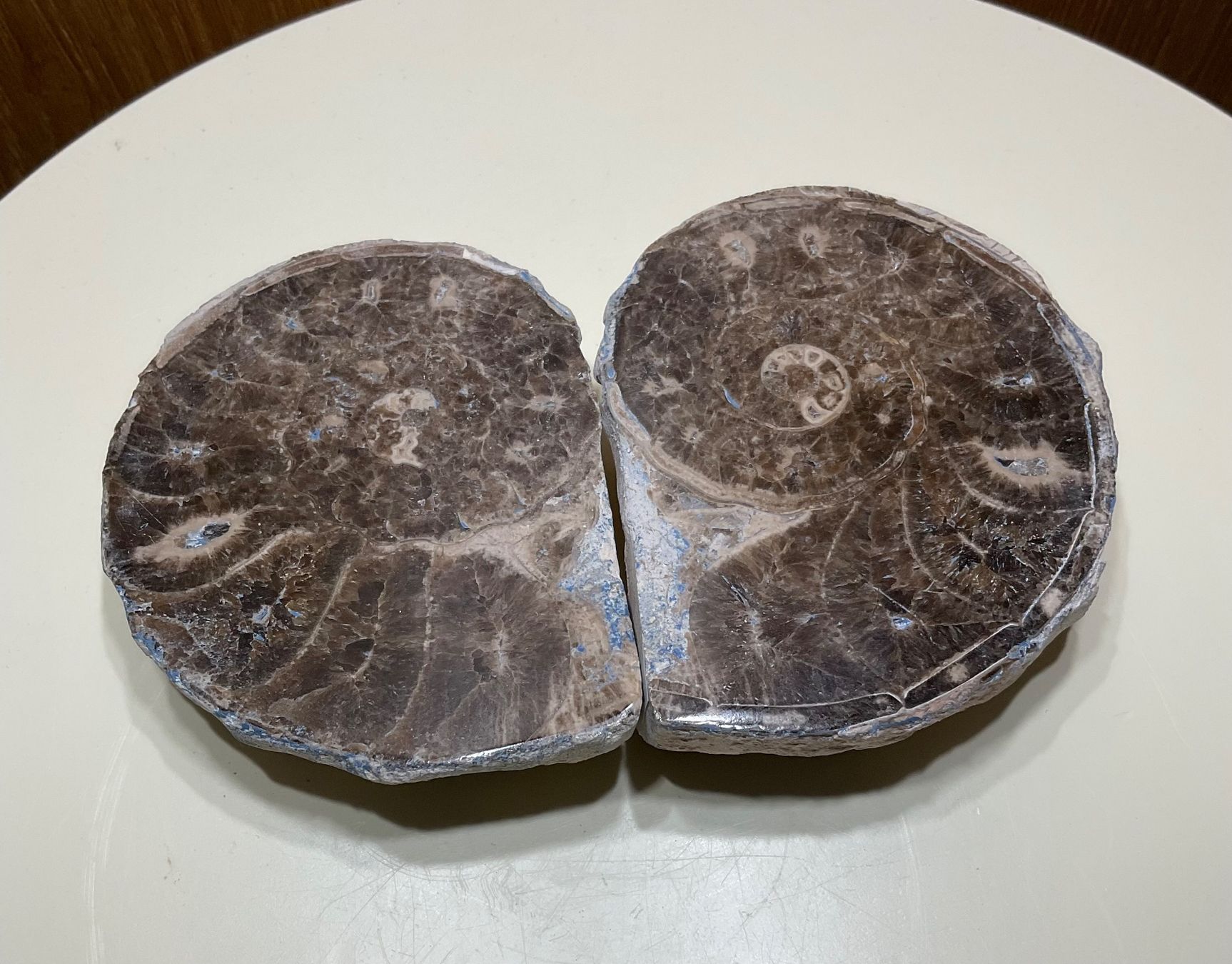 Fossili: Amoniten Paar aus Marokko – Nuovo (secondo la descrizione) da Gibswil venduto da BestePreis 3