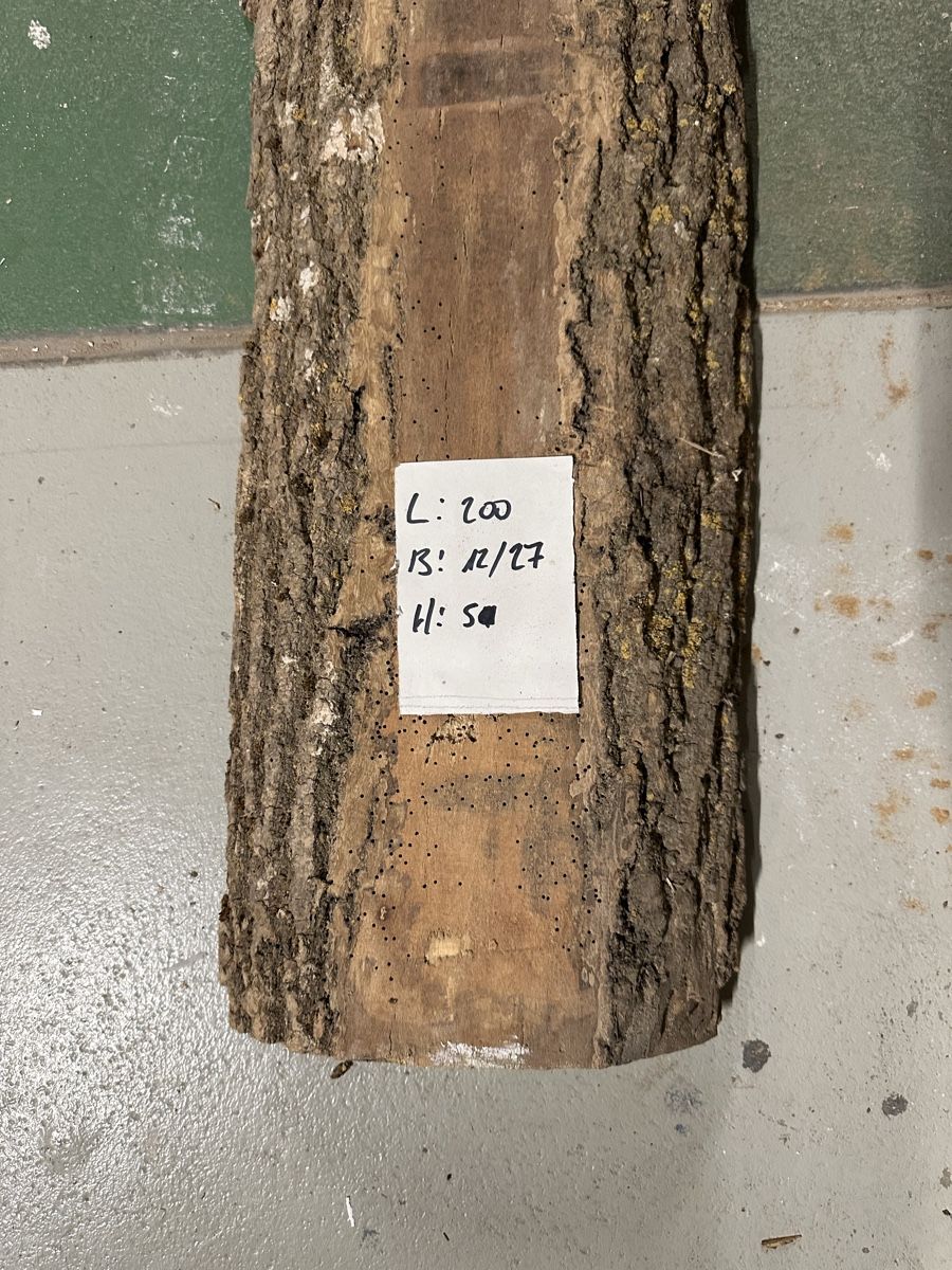 Articoli in legno: Eschenholz trocken – Usato da Pieterlen venduto da sanyol66 4