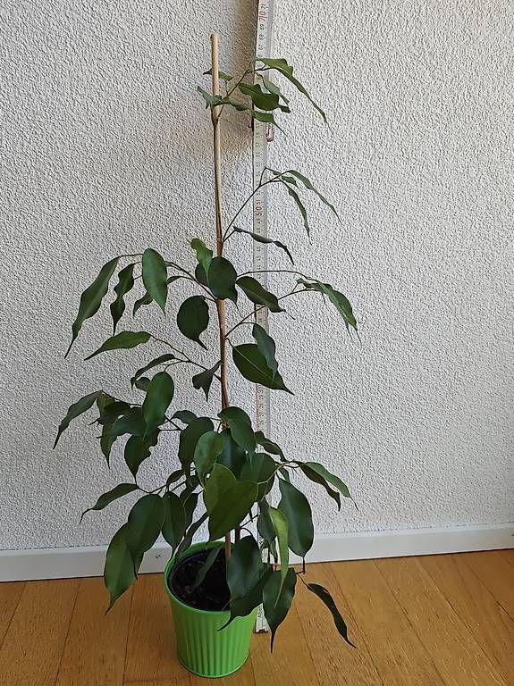 Pflanzen & Samen: Ficus Benjamina - Zimmerpflanze Birkenfeige ca. 65 cm – Gebraucht aus Boll von ttr-fun 1
