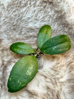 Hoya Rasperry Sun (MB 1247)