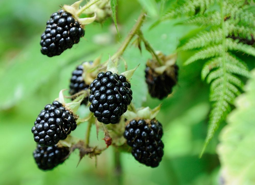 Brombeeren Staude ohne Stacheln Kaufen auf Ricardo