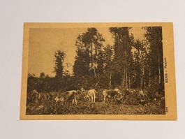 Vintage Postkarte - BERG - Pascolo