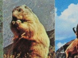Cartoline postali: Savognin , Murmel 1995 – Usato da Grenchen venduto da Bluemchen1900