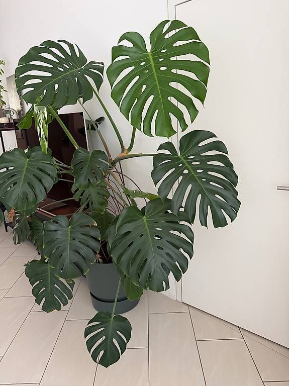 Piante & sementi: Sehr grosse Monstera – Usato da Zürich venduto da domeldidom 1