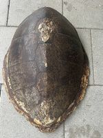 Schildkröten Panzer 