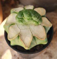 Lophophora Diffusa Cristata, veredelt auf Ferocactus