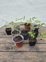 Chinesische Blauregen 'Bluemoon' Setzlinge Pflanze Stk 7.-