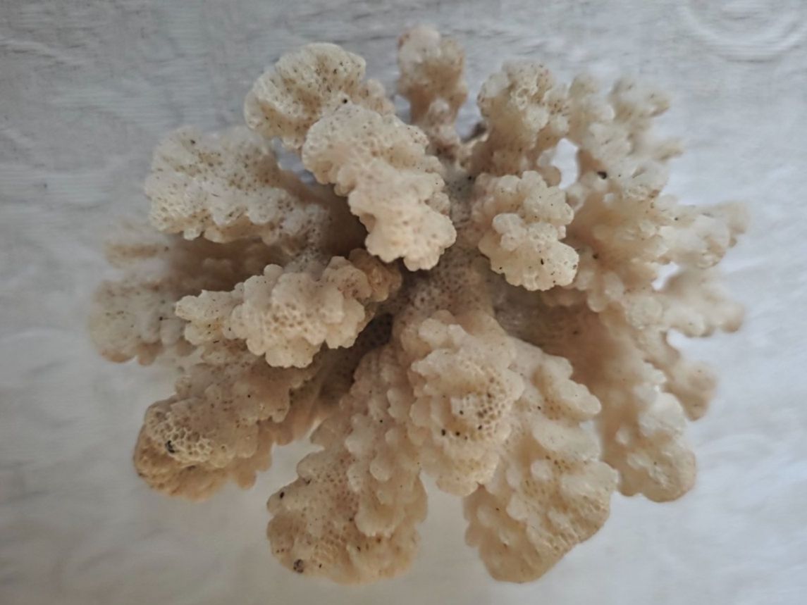 Fossili: Weisser Korallenbaum – Usato da Wittenbach venduto da rose_rosi 2