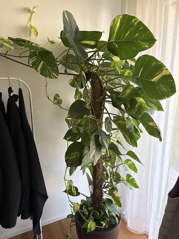 Pflanzen & Samen: Efeutute (Epipremnum aureum) – Neu und originalverpackt aus Lauerz von AnjaCarina01