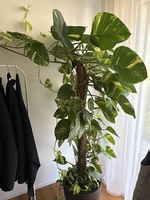 Efeutute (Epipremnum aureum)