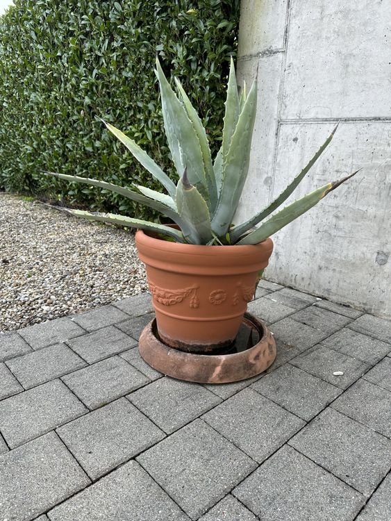 Pflanze Agave Kaufen auf Ricardo