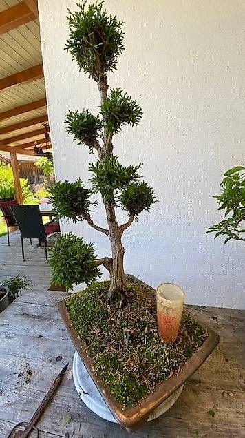 Piante & sementi: Zypressen-Bonsai – Usato da Wattenwil venduto da topcash4you 1