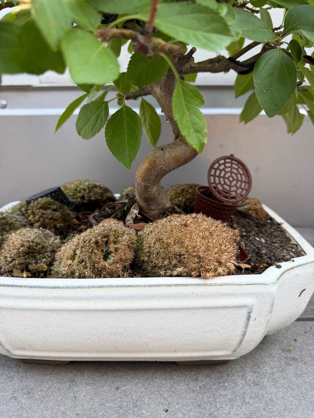 Piante & sementi: Zierapfel Bonsai – Usato da Ennetbaden venduto da miboo 4