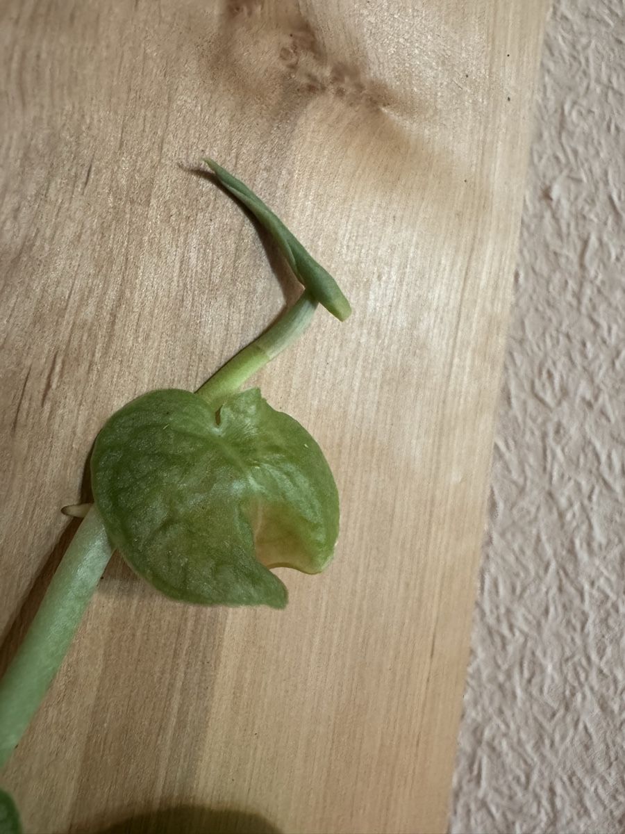 Plantes & graines: Monstera Dubia – D'occasion à Männedorf par mrclst 4