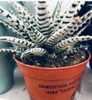 10 cm ↕️ „HAWORTHIA FASCIATA ALBA“ Aloe