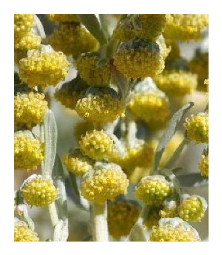 Piante & sementi: Wermut - Artemisia absinthium - 1000 Samen – Nuovo e nell'imballaggio originale da Sumiswald venduto da Cham14559 1
