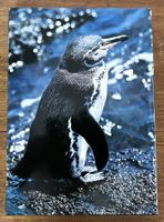 Silva Verlag, Zoo Galapagos, 1973