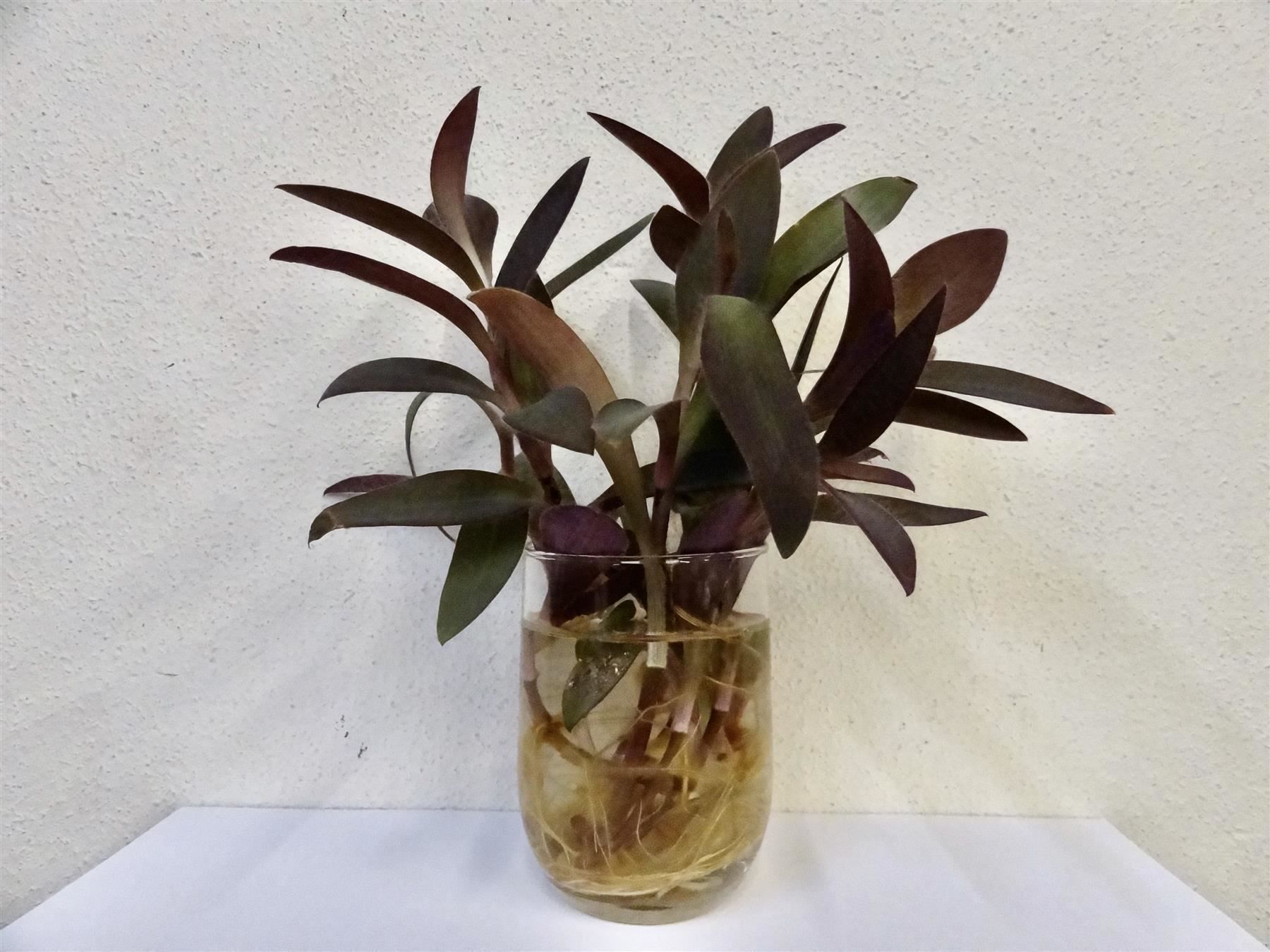 Piante & sementi: Mexikanische Dreimasterblume violett – Nuovo e nell'imballaggio originale da Kerzers venduto da zimmergruen 4
