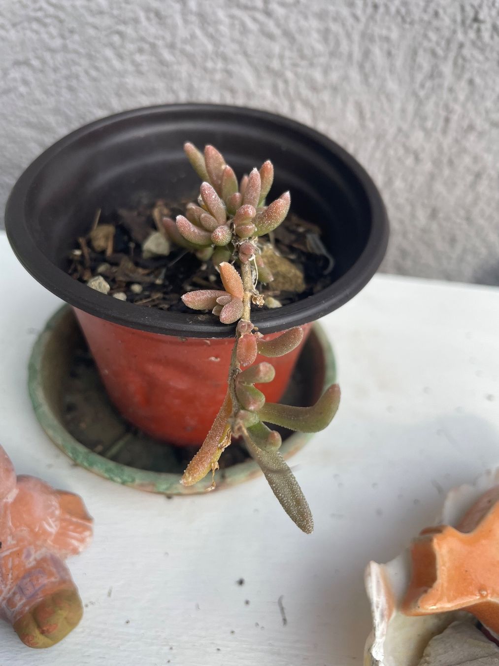 Piante & sementi: LAMPTANTHUS SPECTABILIS - KRIECHENDE MITTAGSBLUME – Nuovo (secondo la descrizione) da Buchs AG venduto da fischli610 4