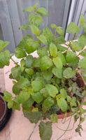 Pianta di Melissa 🌱 Fresca e Profumata - Ottima Affare!