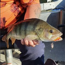 Profile image of Topangler