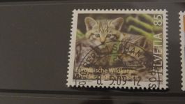 2009 Europäische Wildkatze ET SCHANZENPOST