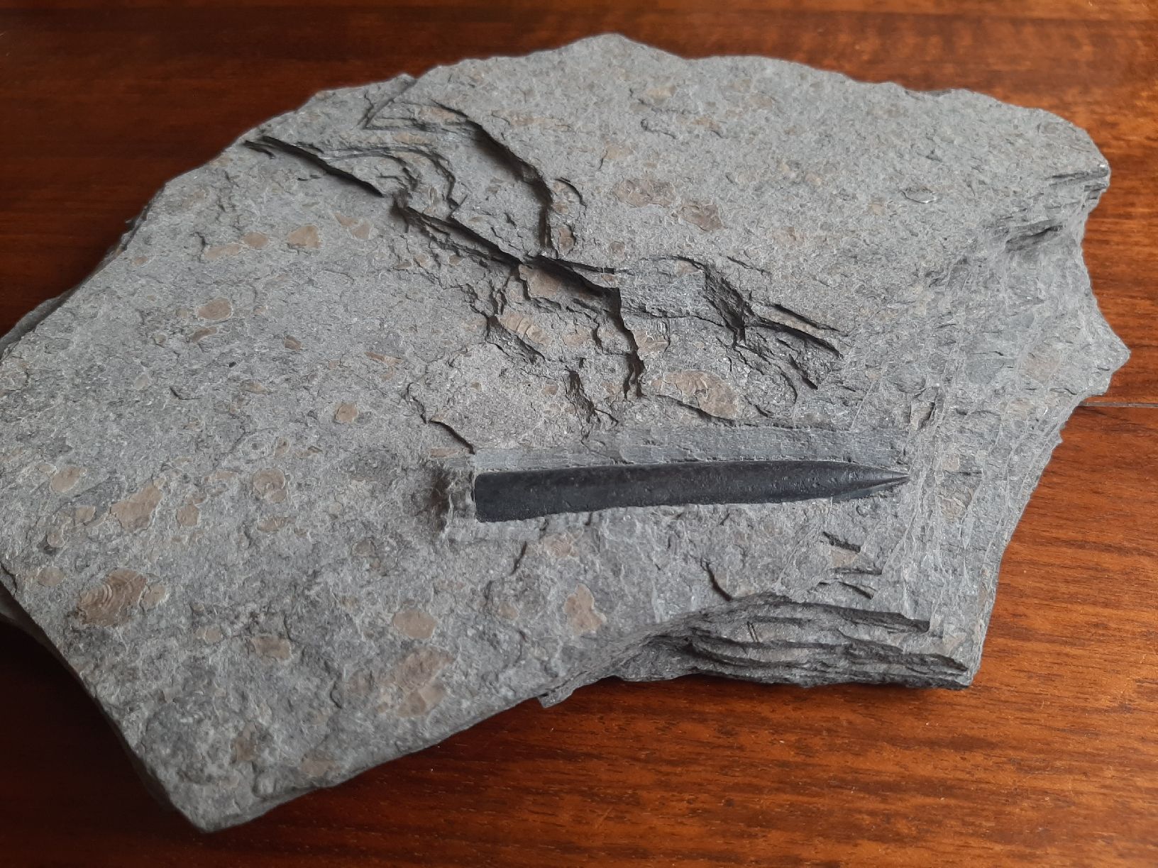 Fossili: Fossil Belemnit Süddeutschland – Usato da Rickenbach BL venduto da Oktober68 1