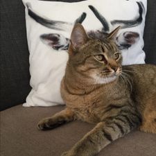 Profile image of Shimakatze