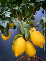 Zitronenbaum - Citrus Limon - rund 90cm inkl. Topf