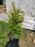 Bio Granatapfel Strauch 70cm Balkon Garten Pflanzen