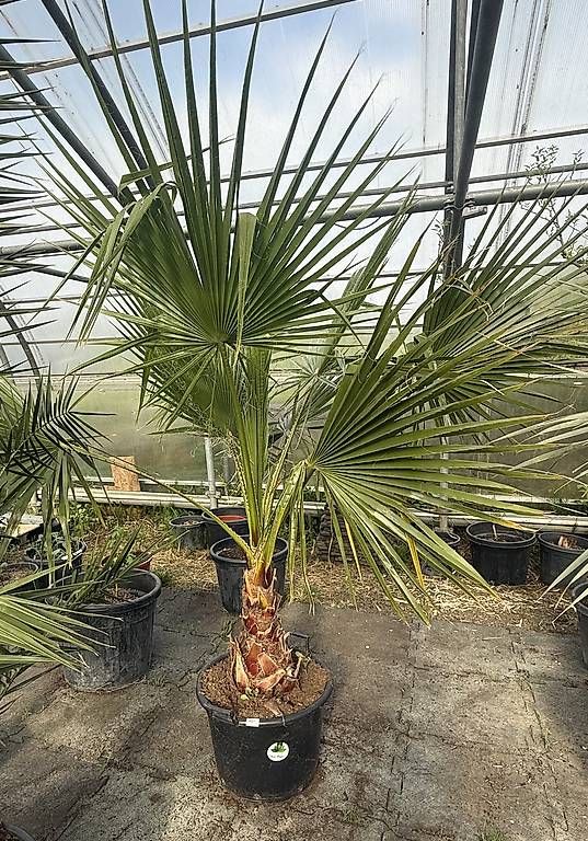 Plantes & graines: Washingtonia robusta – D'occasion à Zuckenriet par Thur_Plant 2