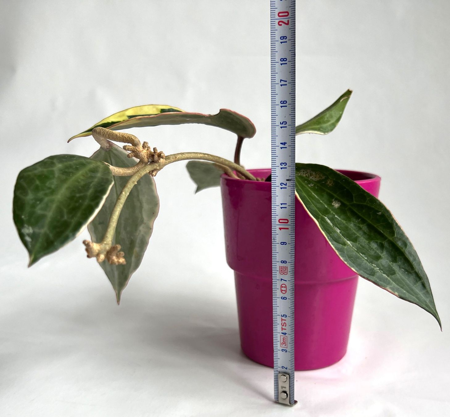 Pflanzen & Samen: HOYA*Albomarginata Variegata***** – Gebraucht aus Dübendorf von Orchid18 2