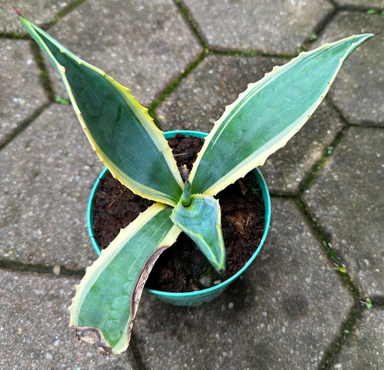 Agave (Agave americana variegata) eine Pflanze! Kaufen auf Ricardo