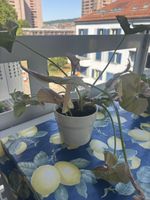 Zimmerpflanze Syngonium, rosa Blätter, guter Zustand