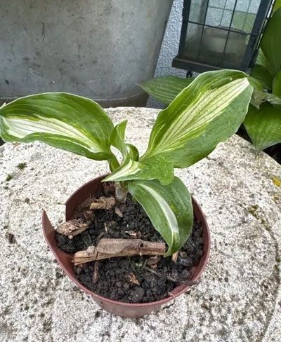 Pflanzen & Samen: Hosta – Gebraucht aus Lajoux JU von Briard0