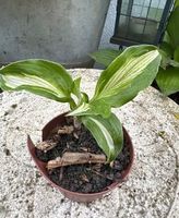 Hosta