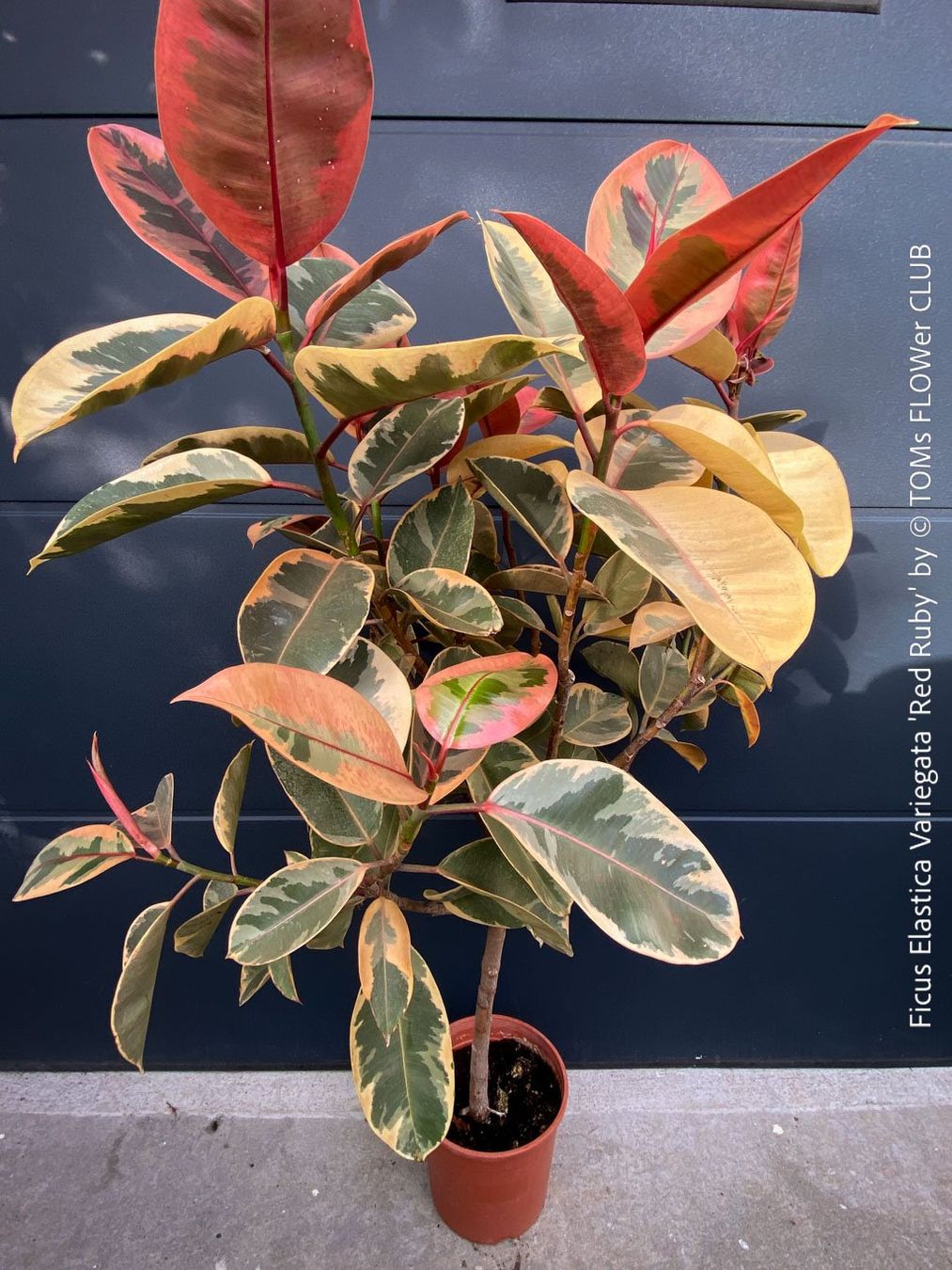 Piante & sementi: Ficus Elastica Variegata Red Ruby - rund 140cm Bäumchen – Nuovo e nell'imballaggio originale da Adliswil venduto da TAKEYOURPLANT 8
