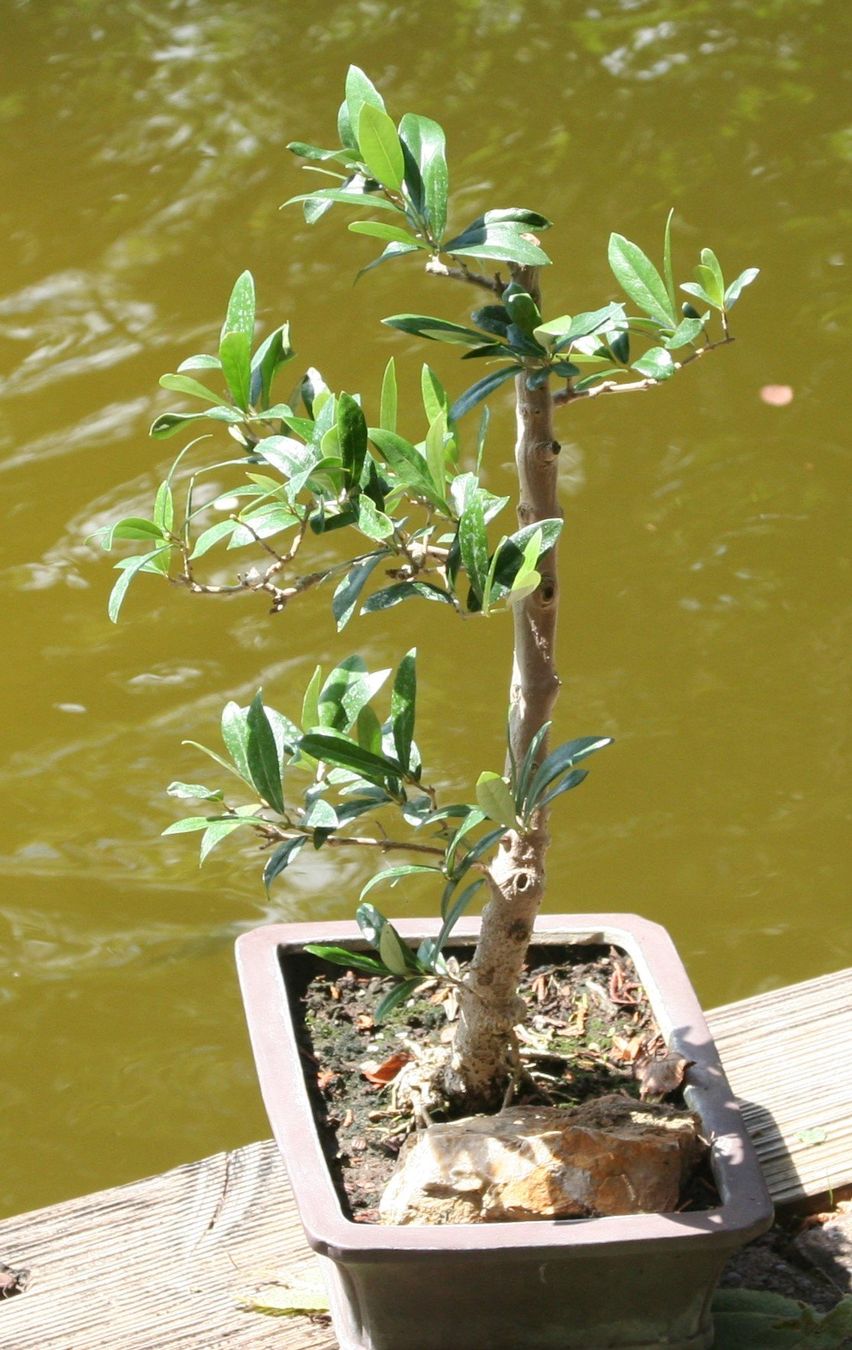 Plantes & graines: BONSAI  -  Olive – D'occasion à Gretzenbach par Sikim 2