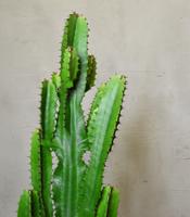 Kaktussamen / Euphorbia ingens
