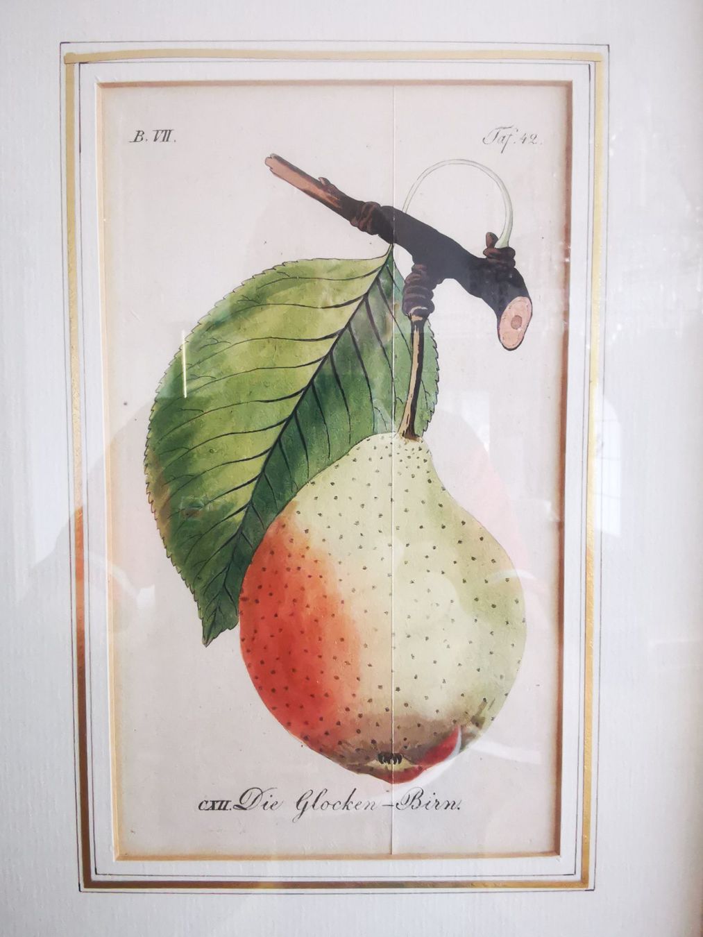 Incisioni: Antiker Kupferstich, ca. 1816-29, "Die Glockenbirne" – Usato da Dübendorf venduto da aschiduebendorf 1
