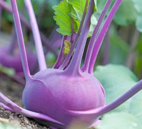 Plantes & graines: KOHLRABI BLAU / 15 Samen – Neuf (Voir description) à Hinteregg par ERFOLG78