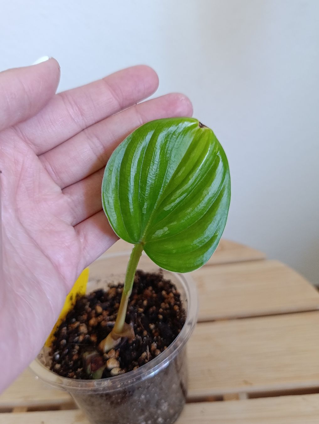 Piante & sementi: Philodendron Plowmanii Babypflanze  – Nuovo (secondo la descrizione) da Baar venduto da L.isa28