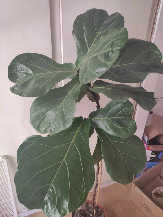 Ficus lyrata stamm Kaufen auf Ricardo